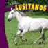 Lusitanos (the World of Horses)