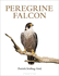 Peregrine Falcon