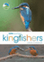 Rspb Spotlight Kingfishers