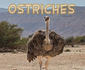 Meet Desert Animals: Ostriches