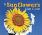 Explore Life Cycles: a Sunflower's Life Cycle