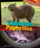 Capybaras and Pygmy Mice (Big Animals, Small Animals)