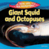 Giant Squid and Octopuses (Real Life Sea Monsters)