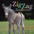 Zigzag Zooborns! : Zoo Baby Colors and Patterns