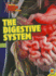 The Digestive System (How the Human Body Works)