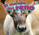 El Mundo Del Reno / a Reindeer's World