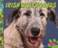 Irish Wolfhounds