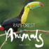 Rainforest Animals