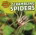 Scrambling Spiders (Icky Animals! Small and Gross, 3)