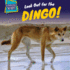 Look Out for the Dingo! (Surprisingly Scary! )