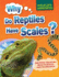 Why Do Reptiles Have Scales? : and Other Questions About Evolution and Classification (Wildlife Wonders)