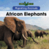 African Elephants (Bookworms: Migrating Animals)