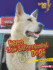 Hero Law Enforcement Dogs (Lightning Bolt Books Hero Dogs)