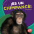 ? Es Un Chimpanc? ! (It's a Chimpanzee! )