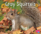 Gray Squirrels Woodland Wildlife