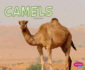 Camels