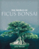 The World of Ficus Bonsai