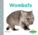 Wombats (Nocturnal Animals)