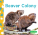 Beaver Colony (Animal Groups)