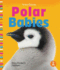 Polar Babies (Animal Babies)