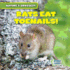 Rats Eat Toenails! (Nature's Grossest)