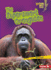 The Supersmart Orangutan Format: Paperback