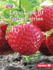 Let's Look at Strawberries Format: Library Bound