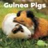 Guinea Pigs