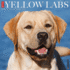 CAL 25 YELLOW LABS 2025 WALL