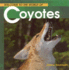 Welcome to the World of Coyotes (Welcome to the World Series)