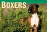 Boxers: a Book of 21 Postcards