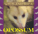 Wild America-Opossum
