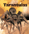 Tarantulas