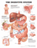 The Digestive System Anatomical Chart