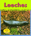 Leeches (Heinemann Read & Learn)