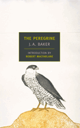 peregrine