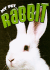 Rabbit (My Pet)