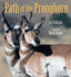 The Path of the Pronghorn