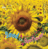 Seed to Sunflower (Lifecycles)