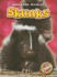 Skunks