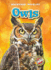 Owls