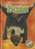 Bats