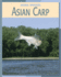 Asian Carp (Animal Invaders)