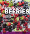 Homegrown Berries: Successfully Grow Your Own Strawberries, Raspberries, Blueberries, Blackberries, and More