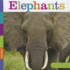 Elephants (Seedlings)