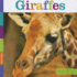 Giraffes