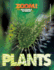 The Invisible World of Plants (Zoom! )