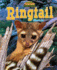 Ringtail: Miner's Cat (America's Hidden Animal Treasures)