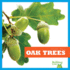 Oak Trees (Nature Walk)