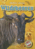 Wildebeests (Animal Safari)